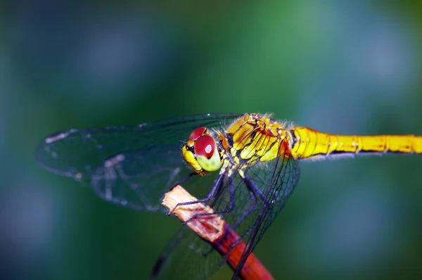 Dragonfly utomhus — Stockfoto
