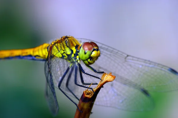 stock image Dragonfly outdoor