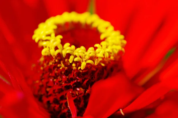 Zinnia vermelha close-up — Fotografia de Stock