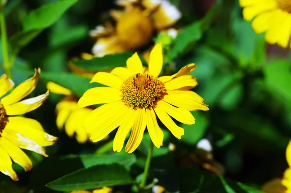 노란 데이지 꽃 — 스톡 사진