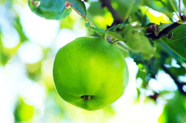 Stock image Apple on natural background.