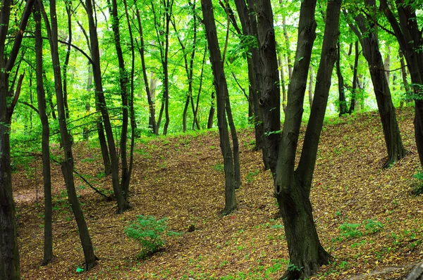 stock image Green forest