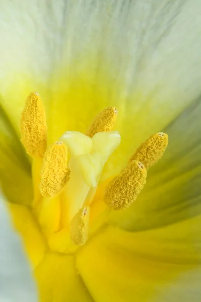 Білий tulip — стокове фото