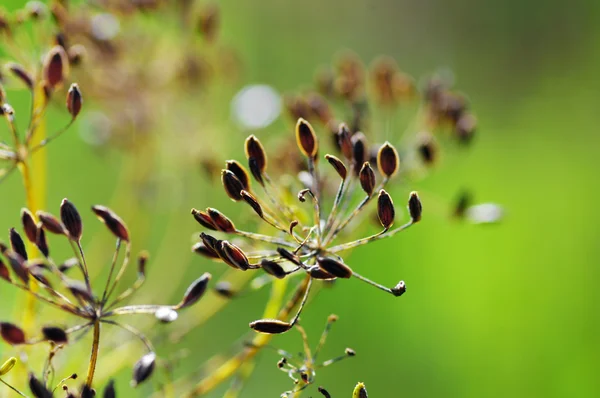 Nasiona kopru — Zdjęcie stockowe