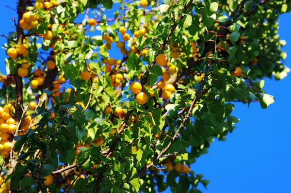 Grenen av mogen aprikos — Stockfoto