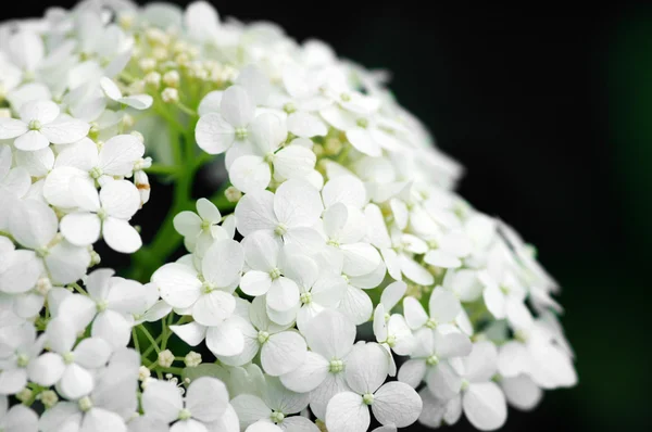 白いアジサイの花の背景 — ストック写真