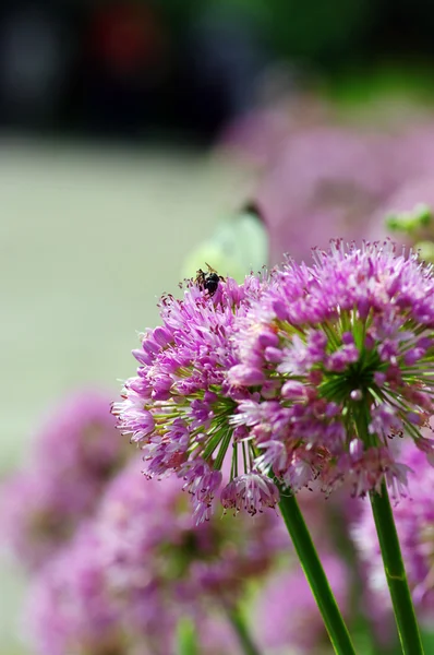 Close up of the flowers of some allium — Stock Photo, Image