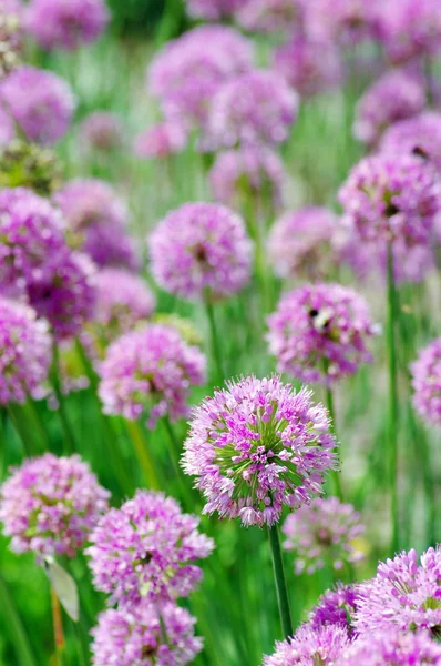 Blommor av några allium — Stockfoto
