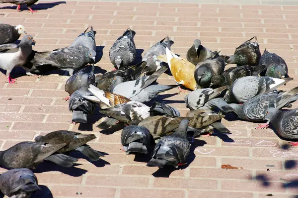 stock image Flock of pigeons on sidewalk