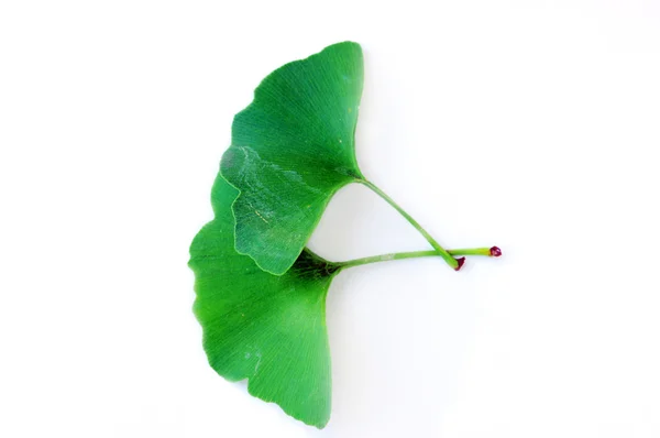 Ginkgo biloba leaf — Stock Photo, Image