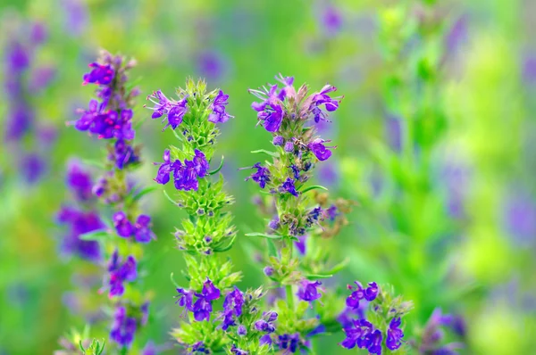 Hyssop plant in the garden — Stock Photo, Image