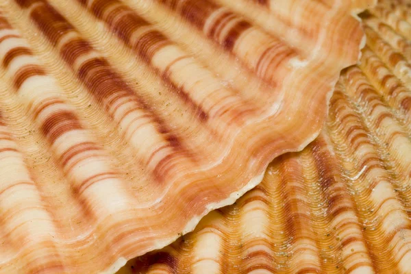 Beautiful Seashell by macro lens — Stock Photo, Image