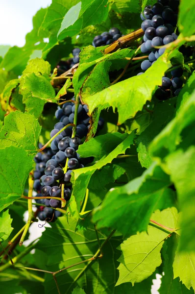 Winogron w winnicy — Zdjęcie stockowe