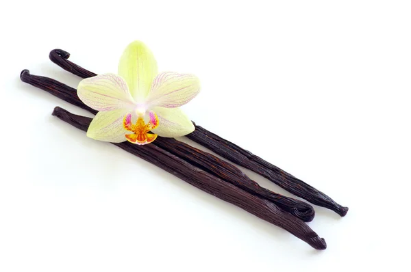 Orchidea con bacche di vaniglia — Foto Stock