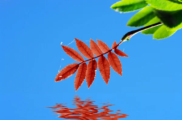 Rode blad van ashberry op blauwe hemel — Stockfoto
