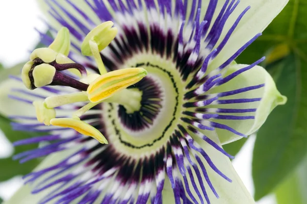 Purple Passionflower — Stock Photo, Image
