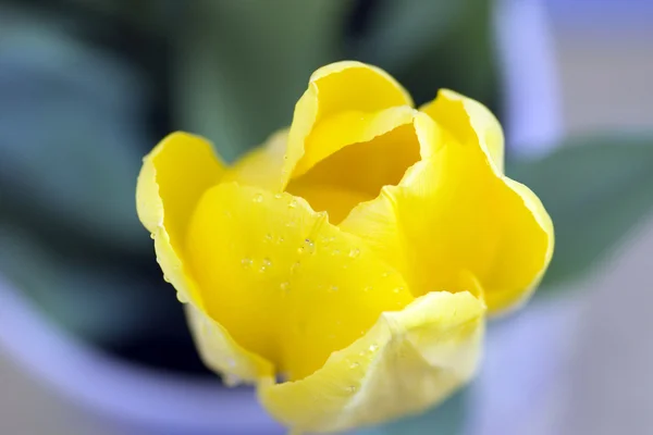 Tulipa fresca — Fotografia de Stock