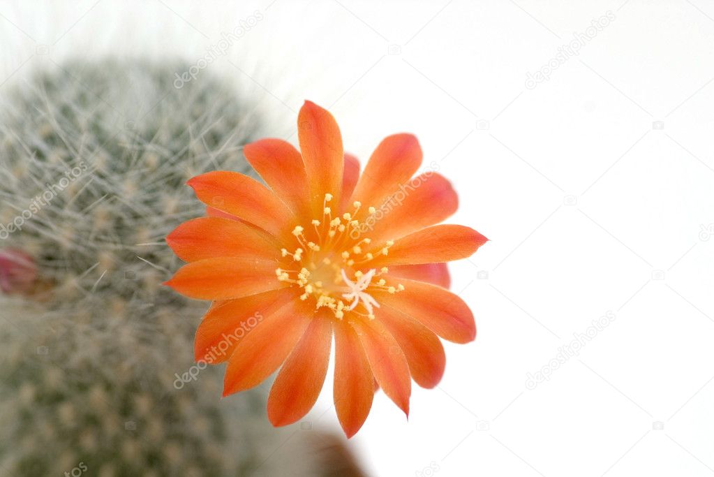 Cactus flower on the white background