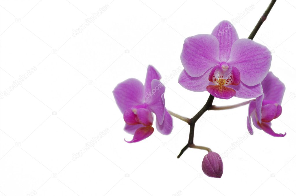 Beautiful tropical orchids.