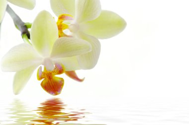 Orchid clipart