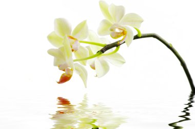 White orchids clipart