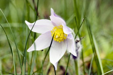 pulsatilla bahar çiçekleri