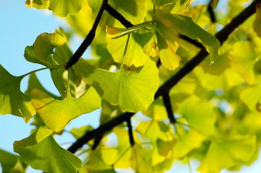 Sarı ve yeşil ginkgo biloba yaprakları