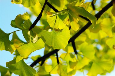 Yellow and green Ginkgo biloba leafs clipart