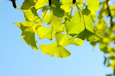 Ginkgo biloba yaprağı.