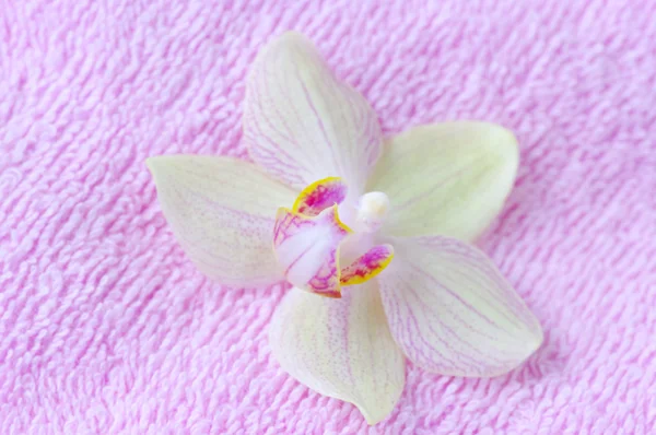 Fiore di orchidea su asciugamano spa . — Foto Stock