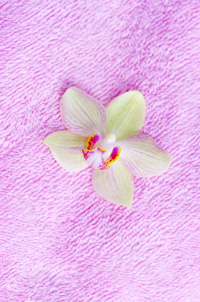 Flower of orchid on spa towel. — Stock Photo, Image