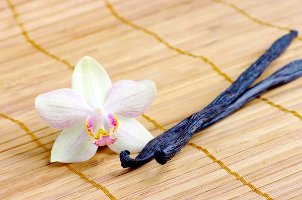 Orquídea com feijão de baunilha — Fotografia de Stock
