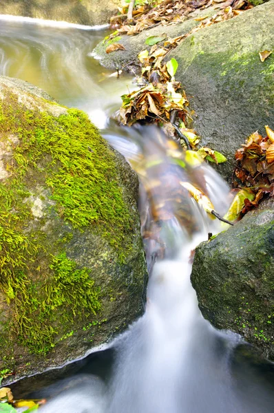 A gyönyörű patak erdő — Stock Fotó