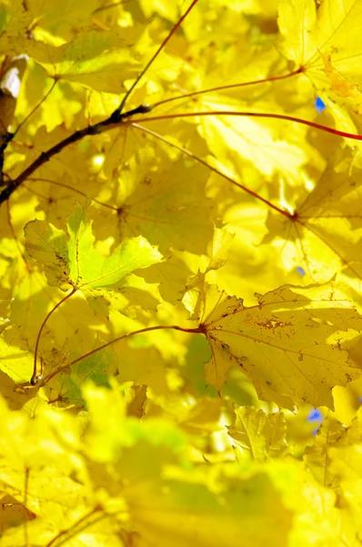 Прекрасний фон з кленового листя — стокове фото
