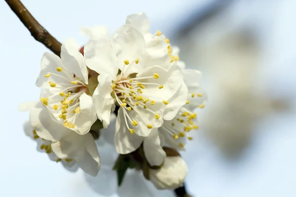 Flores de damasco branco na primavera — Fotografia de Stock