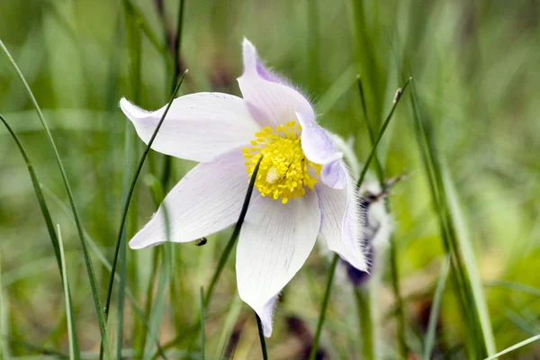 A pulsatilla tavaszi virágok — Stock Fotó
