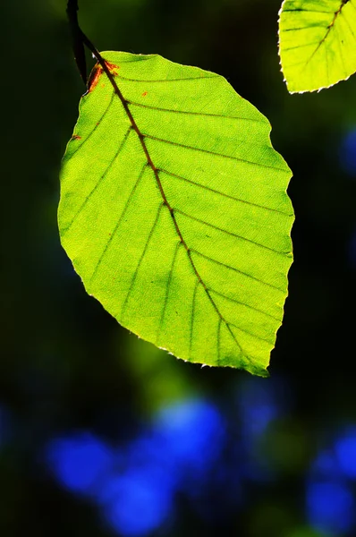 Primer plano de las hojas verdes —  Fotos de Stock