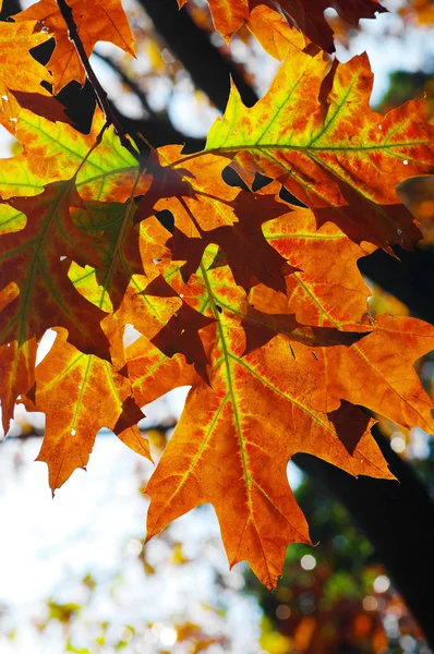 Vícebarevné dubové listí — Stock fotografie