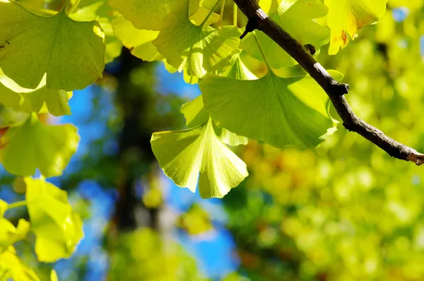 Yellow Ginkgo biloba leaf — Stock Photo, Image