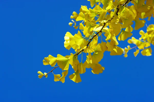 Желтый лист гинкго билоба — стоковое фото