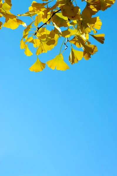 Sarı ginkgo biloba yaprak — Stok fotoğraf