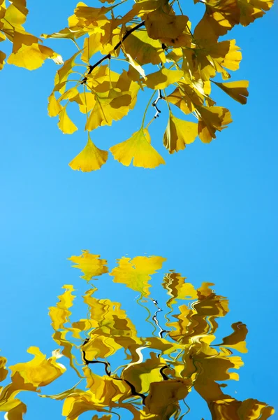 Κίτρινο ginkgo biloba — Φωτογραφία Αρχείου