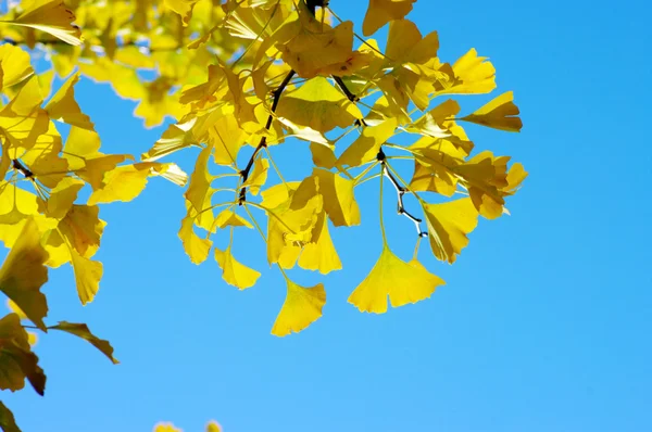 Gelbe Ginkgo-Biloba-Blätter — Stockfoto