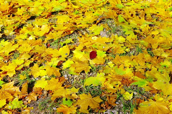 Πολύχρωμα φθινοπωρινά φύλλα — Φωτογραφία Αρχείου