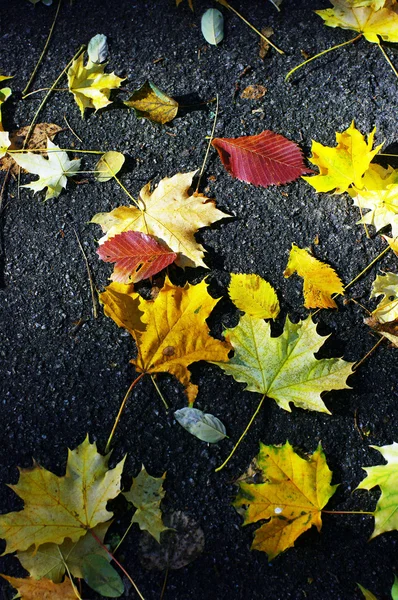 Rood en geel bladeren op een weg — Stockfoto