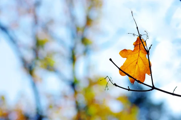 Senaste oaks leafs på grenen — Stockfoto