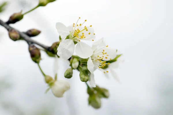 Elma çiçeği closeup — Stok fotoğraf