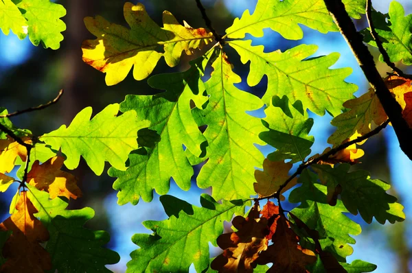 Φύλλα της βελανιδιάς σε φυσικό φόντο — Φωτογραφία Αρχείου