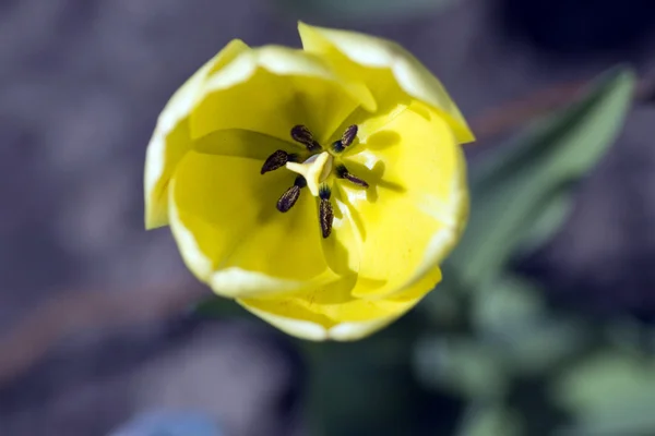 Les étamines d'une tulipe jaune — Photo