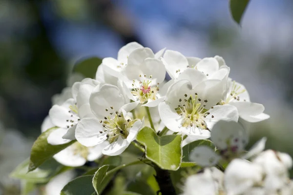 Closeup of apple blossoms. Springtime. — Stock Photo, Image